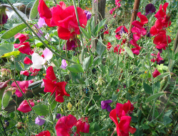 Lathyrus