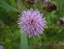 Distel