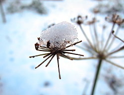 27 / 28 december 2014 eerste sneeuw in De
                          Voortuin Bennekom 