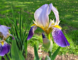 Iris