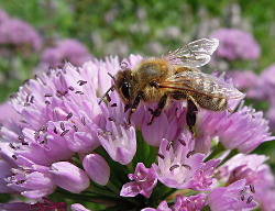 Meer beestjes in de Voortuin Bennekom