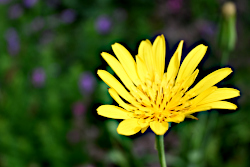Bloemen voor jubileum van De Voortuin
                          Bennekom 2024