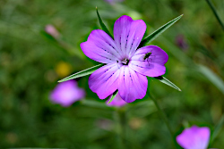 Bloemen voor jubileum van De Voortuin
                          Bennekom 2024