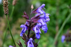 Bloemen voor jubileum van De Voortuin
                          Bennekom 2024