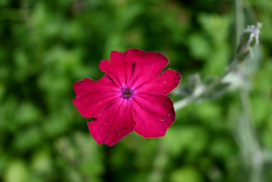 Bloemen voor jubileum van De Voortuin
                          Bennekom 2024