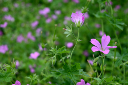 Bloemen voor jubileum van De Voortuin
                          Bennekom 2024