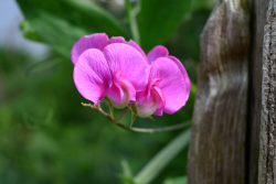 Bloemen voor jubileum van De Voortuin
                          Bennekom 2024