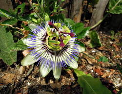 Mooie Bloemvormen in De Voortuin
                          Bennekom