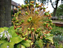 Mooie Bloemvormen in De Voortuin
                          Bennekom