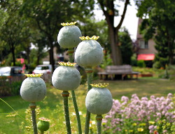 Mooie Bloemvormen in De Voortuin
                          Bennekom