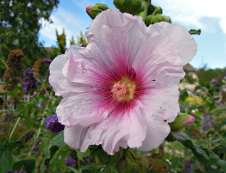 Mooie Bloemvormen in De Voortuin
                          Bennekom