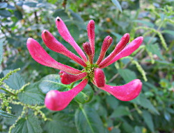 Mooie Bloemvormen in De Voortuin
                          Bennekom