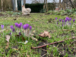 Bollen in De Voortuin Bennekom 2024