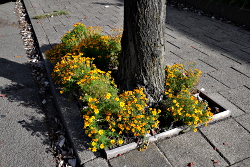 Boomspiegels Voortuin Bennekom najaar
                          2018