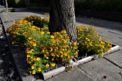 Boomspiegels Voortuin Bennekom najaar
                          2018