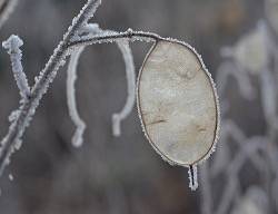 Winter2016Voortuin