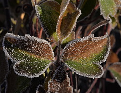 Winter2016Voortuin