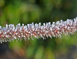 Winter2016Voortuin