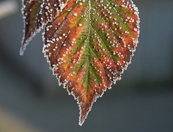 Winter2016Voortuin