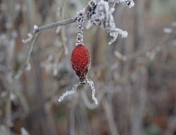 Winter2016Voortuin