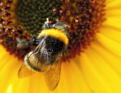 Beestjes, overal om ons heen. in de
                          Voortuin Bennekom