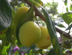 Fruit uit De Voortuin