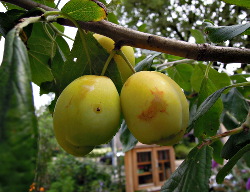 Fruit uit De Voortuin