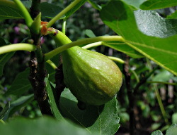 Fruit uit De Voortuin