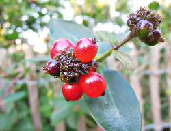 Fruit uit De Voortuin