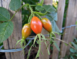 Fruit uit De Voortuin