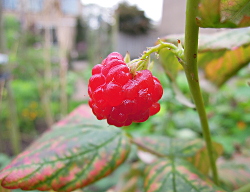 Herfst 2014 Voortuin Bennekom