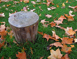 Herfst 2014 Voortuin Bennekom