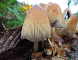 Herfst 2014 Voortuin Bennekom