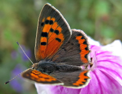 Vlinders in De Voortuin Bennekom