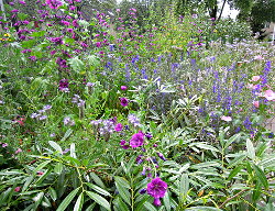 Juni 2014 Voortuin Bennekom