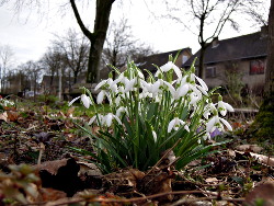 Lente 2017 Voortuin Bennekom