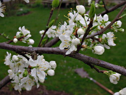 Lente 2017 Voortuin Bennekom