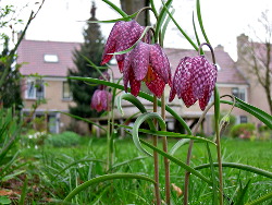 Lente 2017 Voortuin Bennekom