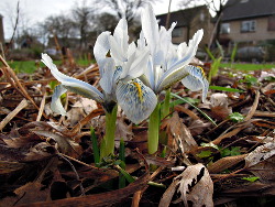 Lente2017VoortuinBennekom