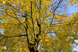 Najaar 2018 in De Voortuin Bennekom