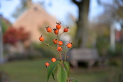 Najaar 2018 in De Voortuin Bennekom