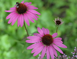 TuinprijsFloraliaDeVoortuinBennekom2016