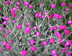 TuinprijsFloraliaDeVoortuinBennekom2016