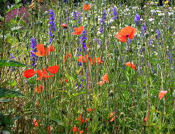 Vlinders in De Voortuin Bennekom