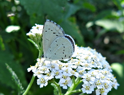 Vlinders in De Voortuin Bennekom