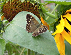 Vlinder in De Voortuin Bennekom