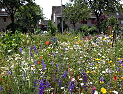 Vlinders in De Voortuin Bennekom