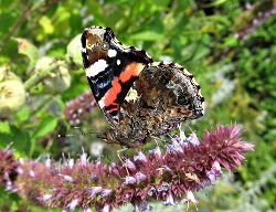 Vlinders in De Voortuin Bennekom