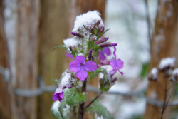 Sneeuw Voortuin Bennekom 1 april 2022