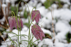 Sneeuw Voortuin Bennekom 1 april 2022